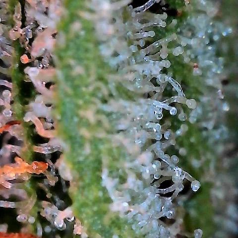  10th planet R1 growlog timeline photo