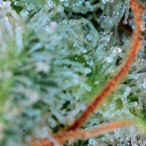  10th planet R1 growlog timeline photo