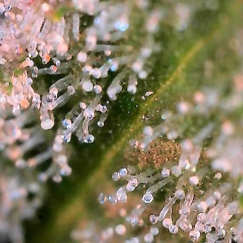  10th planet R1 growlog timeline photo