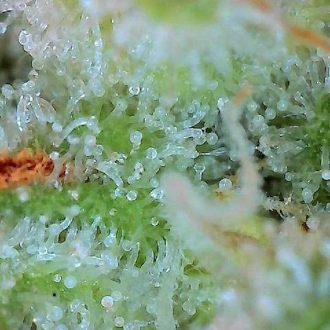  10th planet R1 growlog timeline photo