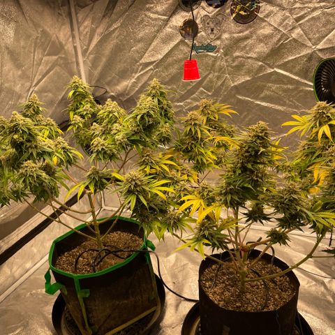  10th planet R1 growlog timeline photo