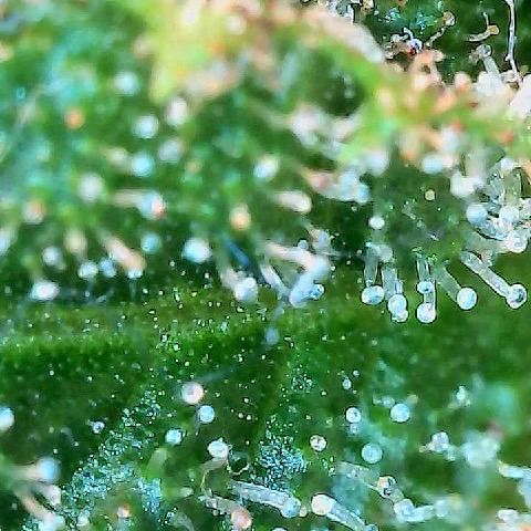  10th planet R1 growlog timeline photo