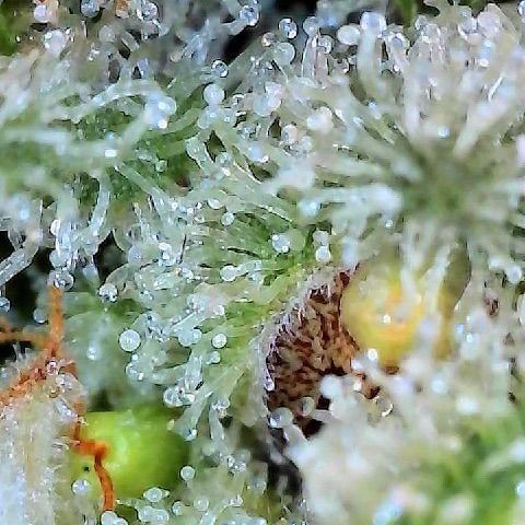  10th planet R1 growlog timeline photo