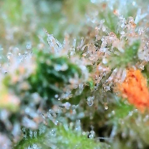  10th planet R1 growlog timeline photo