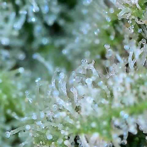  10th planet R1 growlog timeline photo
