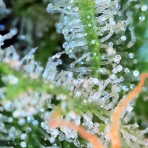  10th planet R1 growlog timeline photo