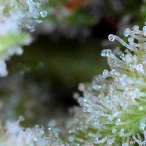  10th planet R1 growlog timeline photo