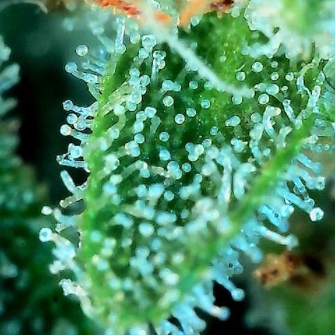  10th planet R1 growlog timeline photo