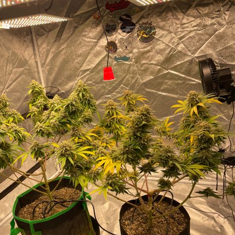  10th planet R1 growlog timeline photo