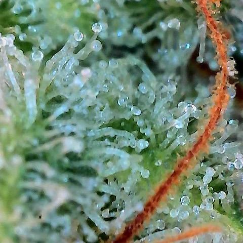  10th planet R1 growlog timeline photo