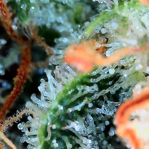  10th planet R1 growlog timeline photo