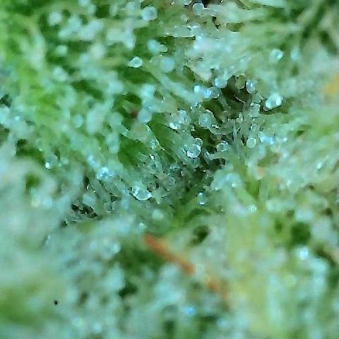  10th planet R1 growlog timeline photo