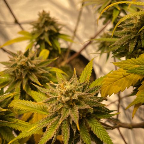  10th planet R1 growlog timeline photo