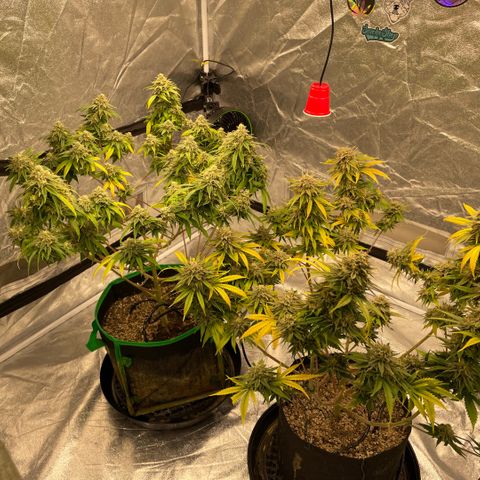  10th planet R1 growlog timeline photo