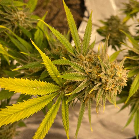  10th planet R1 growlog timeline photo