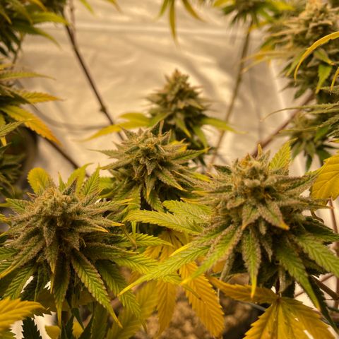 10th planet R1 growlog timeline photo