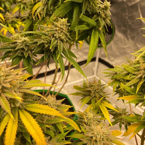  10th planet R1 growlog timeline photo