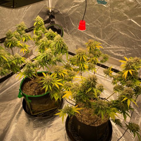  10th planet R1 growlog timeline photo