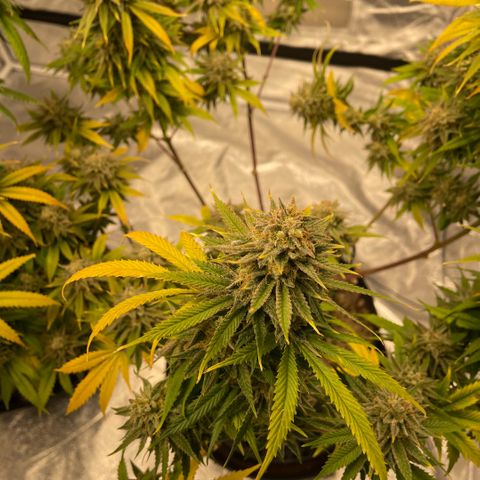 10th planet R1 growlog timeline photo