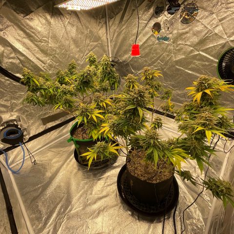  10th planet R1 growlog timeline photo