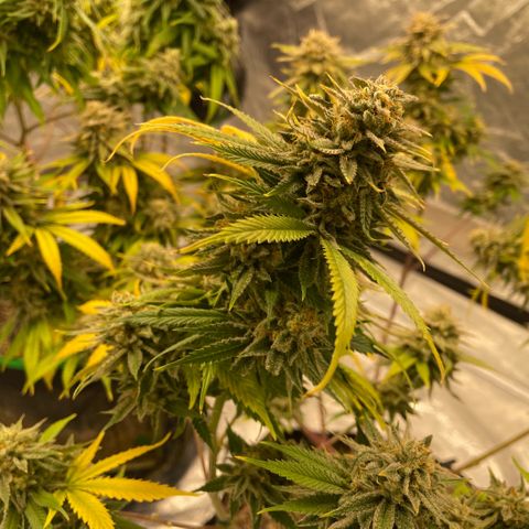  10th planet R1 growlog timeline photo