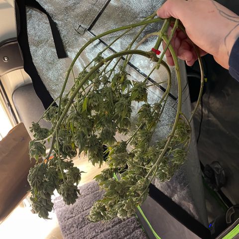  10th planet R1 growlog timeline photo