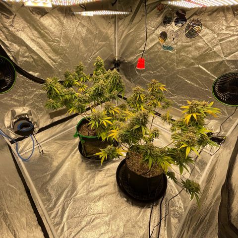  10th planet R1 growlog timeline photo