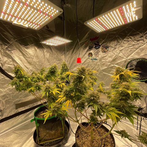  10th planet R1 growlog timeline photo
