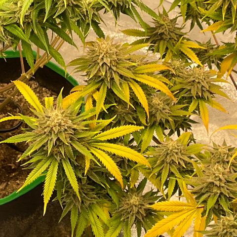  10th planet R1 growlog timeline photo