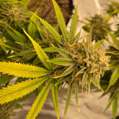  10th planet R1 growlog timeline photo