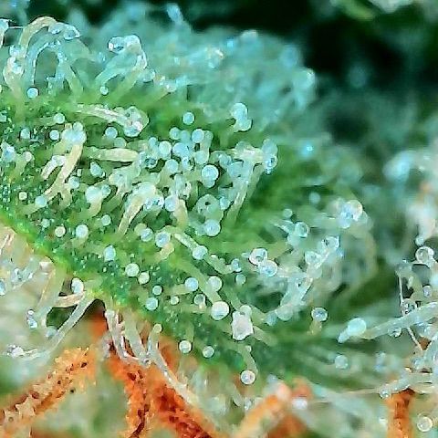  10th planet R1 growlog timeline photo