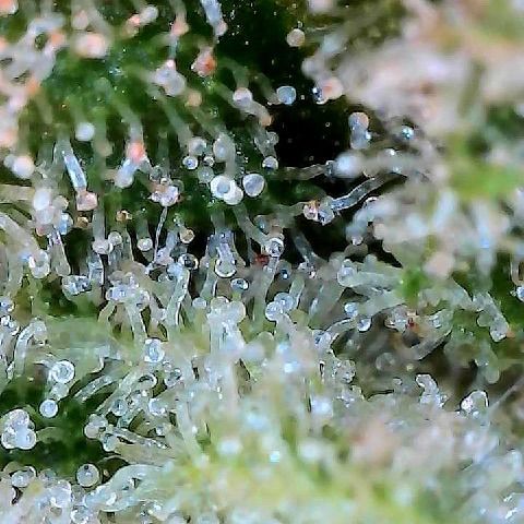 10th planet R1 growlog timeline photo