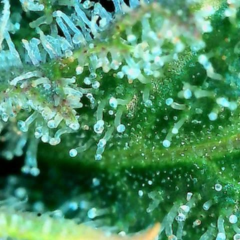  10th planet R1 growlog timeline photo
