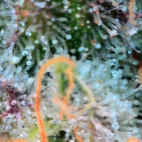  10th planet R1 growlog timeline photo