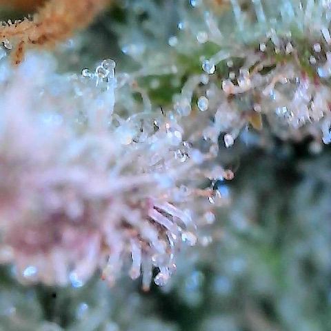 10th planet R1 growlog timeline photo