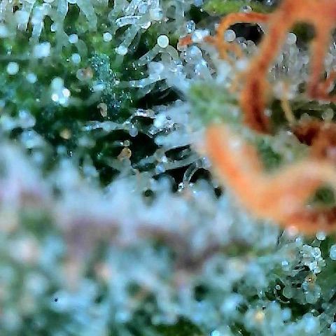  10th planet R1 growlog timeline photo
