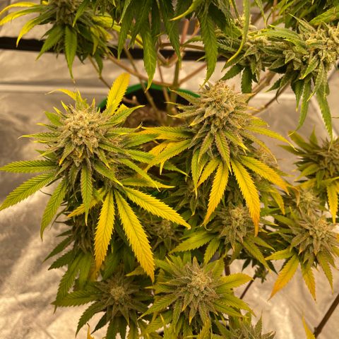  10th planet R1 growlog timeline photo