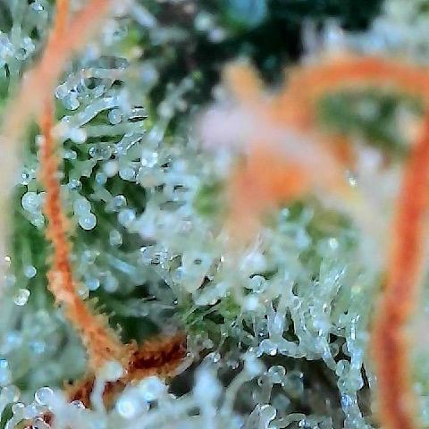  10th planet R1 growlog timeline photo