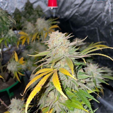 10th planet R1 growlog timeline photo