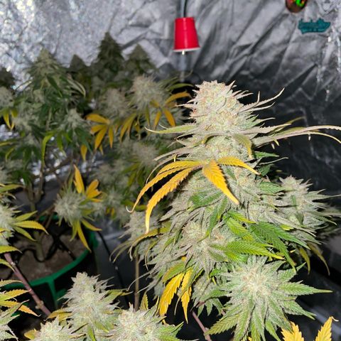  10th planet R1 growlog timeline photo