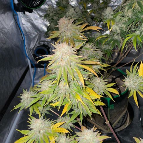  10th planet R1 growlog timeline photo