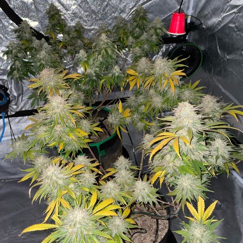  10th planet R1 growlog timeline photo