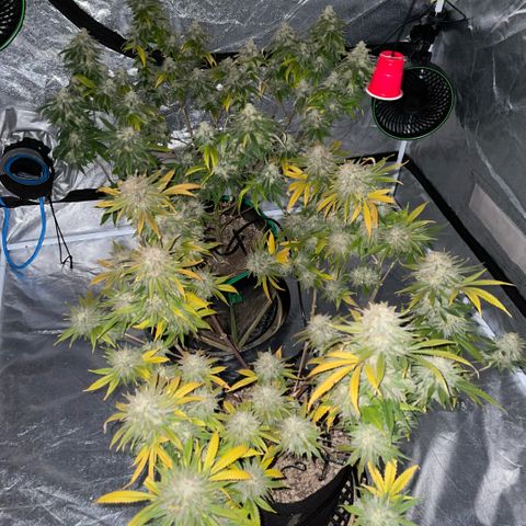  10th planet R1 growlog timeline photo
