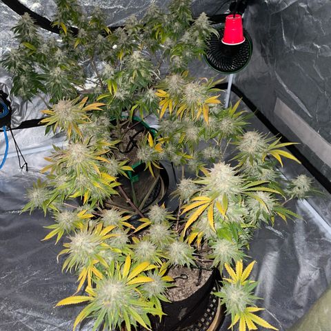  10th planet R1 growlog timeline photo