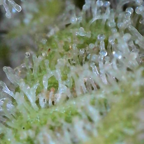 10th planet R1 growlog timeline photo