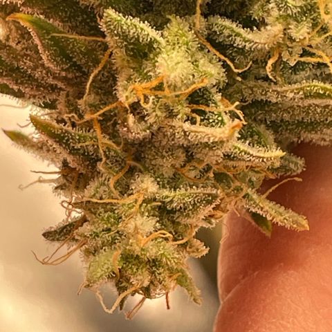  10th planet R1 growlog timeline photo