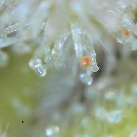  10th planet R1 growlog timeline photo