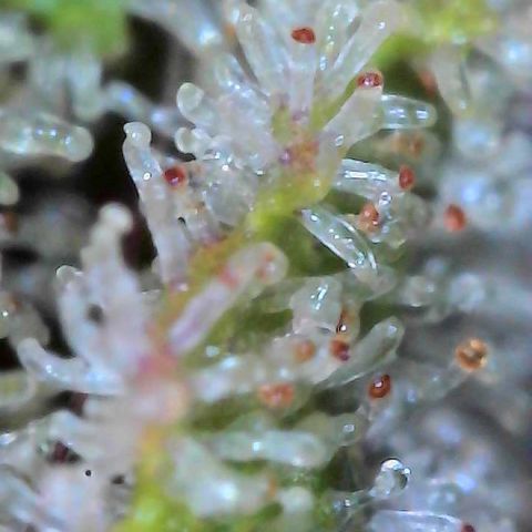  10th planet R1 growlog timeline photo