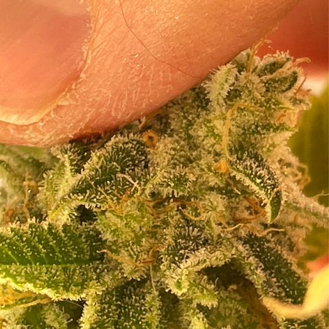  10th planet R1 growlog timeline photo
