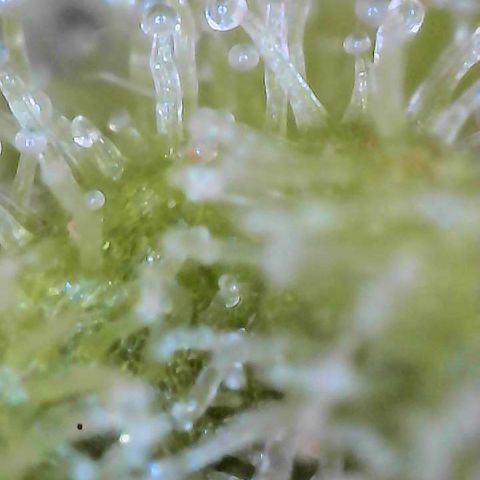  10th planet R1 growlog timeline photo